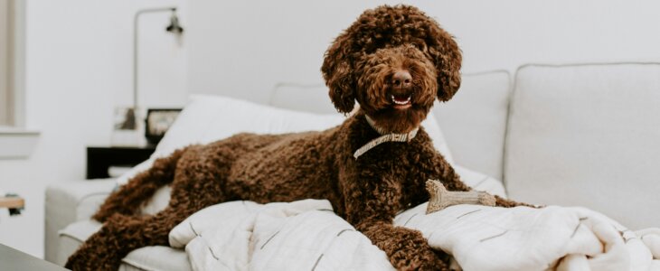 brown doodle dog sitting on a couch with a blanket